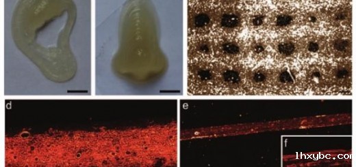 bristol-scientists-develop-new-stem-cell-bio-ink-for-3d-printed-cartilage-and-bone-implants-3