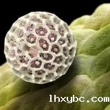 cover_pollen